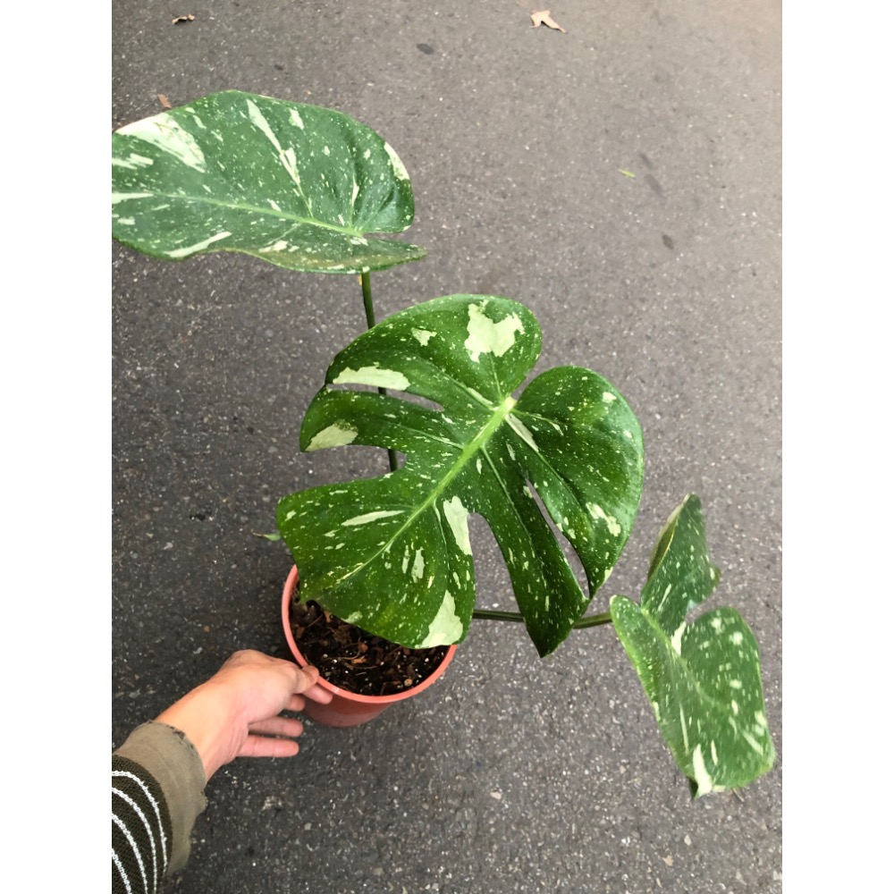 泰斑灑金龜背芋-細節圖6