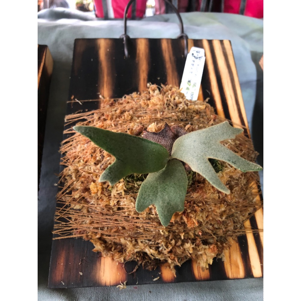 OMG鹿角蕨-侏儒爪哇鹿角蕨-細節圖2
