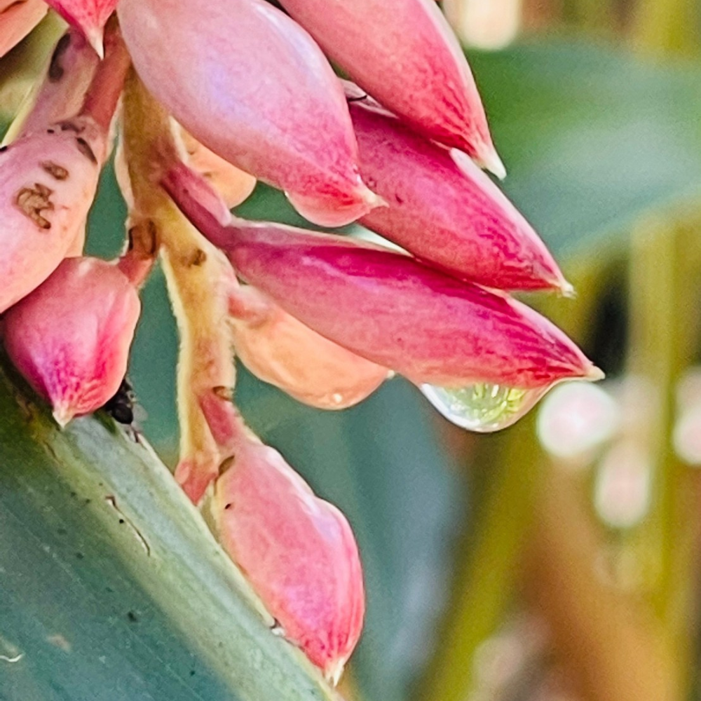 【讚炭工房】月桃露/月桃純露/台灣製/100%蒸餾萃取/無化學成分/自然農法栽培-細節圖5