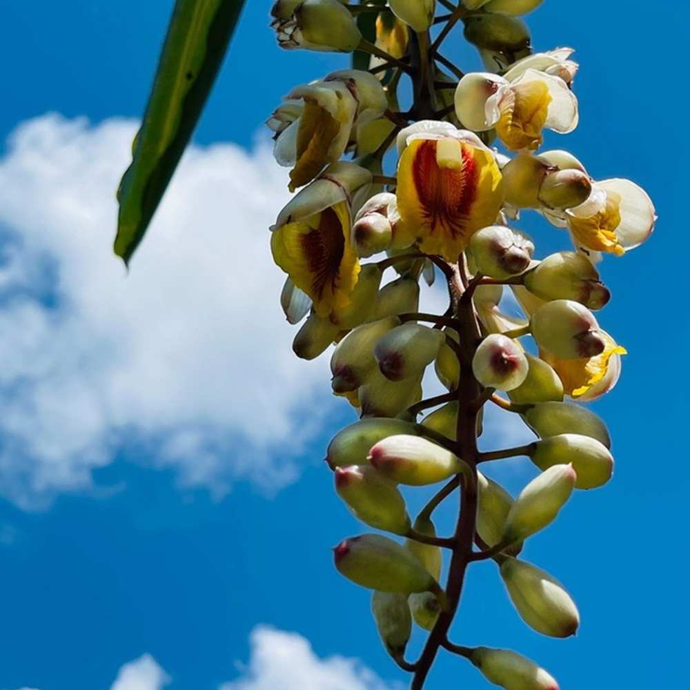 【讚炭工房】月桃露/月桃純露/台灣製/100%蒸餾萃取/無化學成分/自然農法栽培-細節圖6