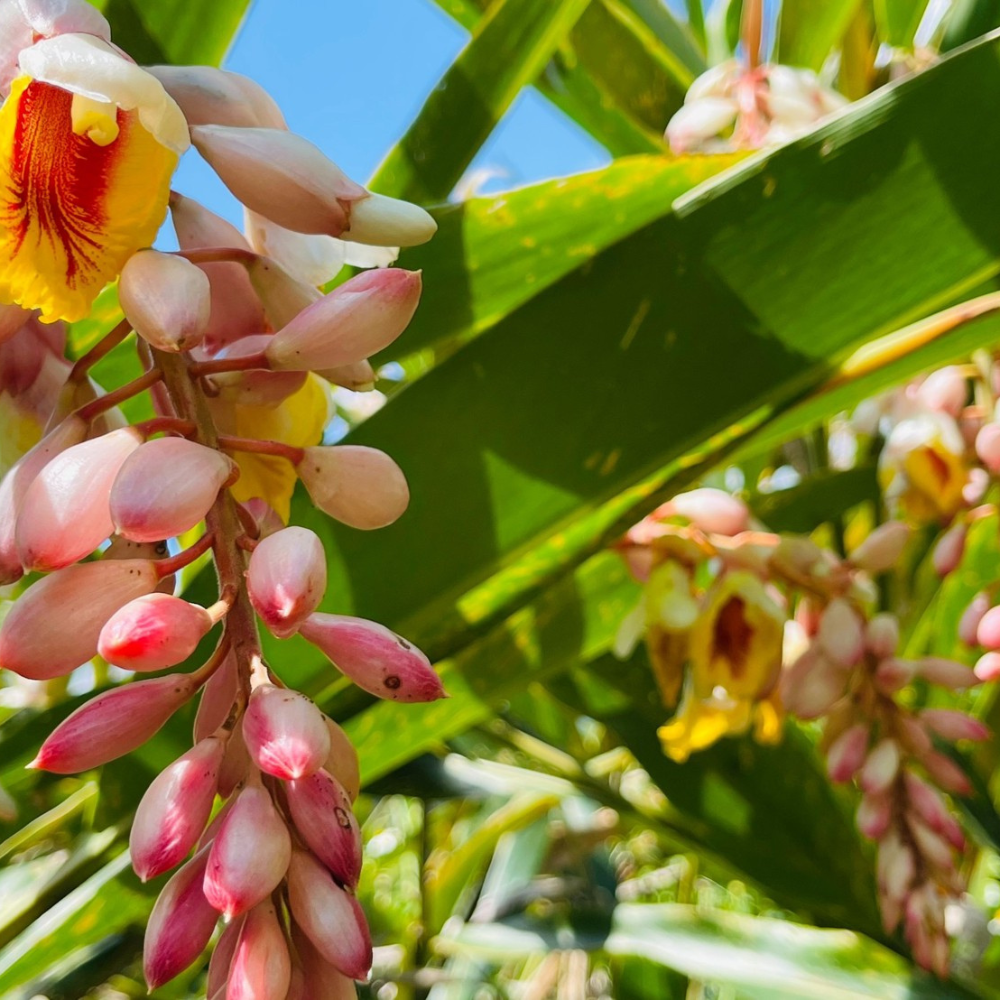 【讚炭工房】月桃露/月桃純露/台灣製/100%蒸餾萃取/無化學成分/自然農法栽培-細節圖7