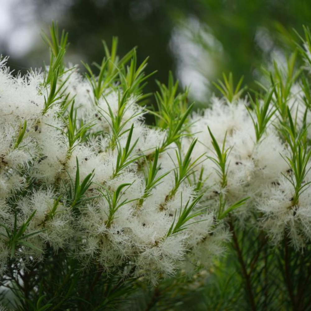 【讚炭工房】茶樹露/茶樹純露/茶樹精油/台灣製/100%蒸餾萃取/無化學成分/自然農法栽培-細節圖4
