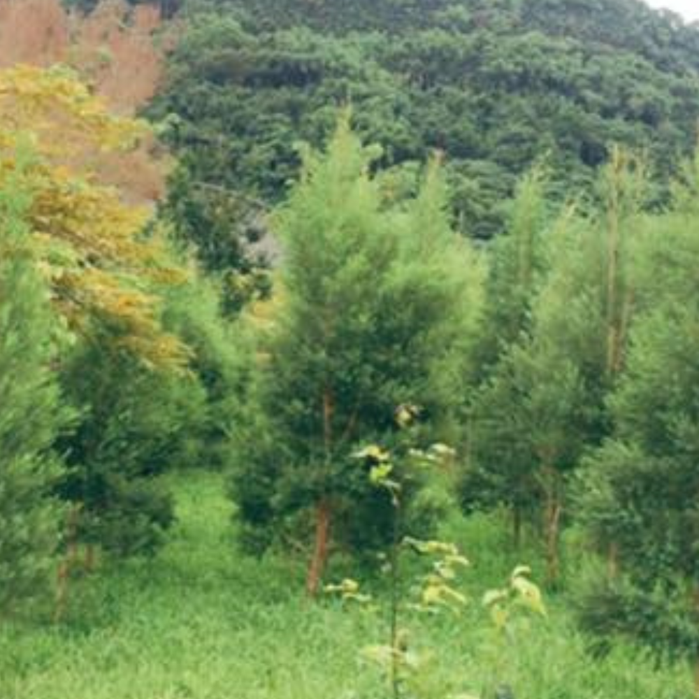 【讚炭工房】茶樹露/茶樹純露/茶樹精油/台灣製/100%蒸餾萃取/無化學成分/自然農法栽培-細節圖5