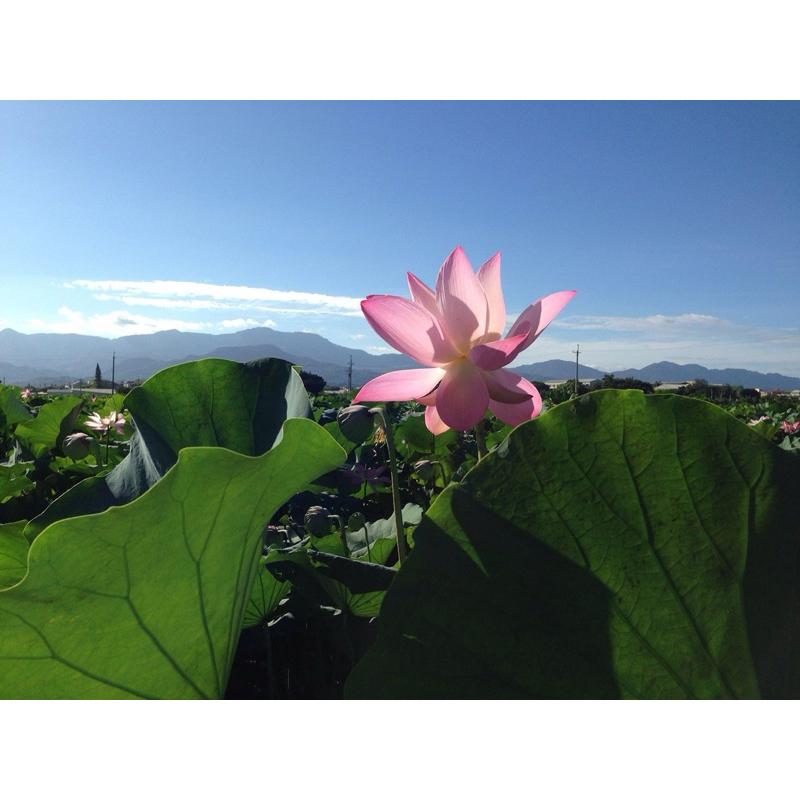 藕粉 沖泡飲料 蓮藕粉 600g 白河蓮藕粉 100%純藕粉 台南蓮藕粉 養生飲品 MIT 里長伯ㄟ店-細節圖2