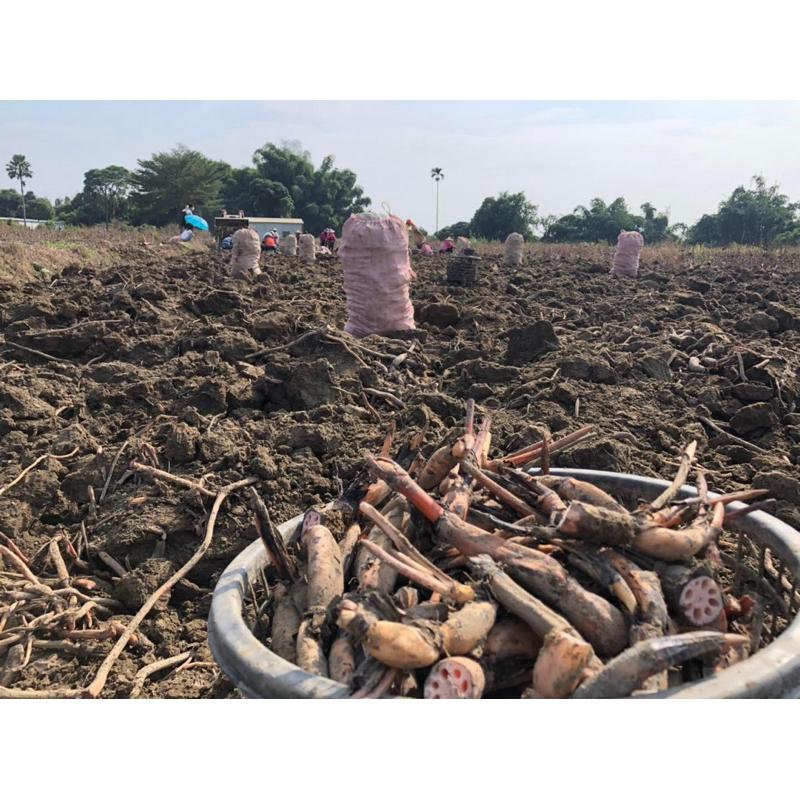 藕粉 沖泡飲料 蓮藕粉 600g 白河蓮藕粉 100%純藕粉 台南蓮藕粉 養生飲品 MIT 里長伯ㄟ店-細節圖3