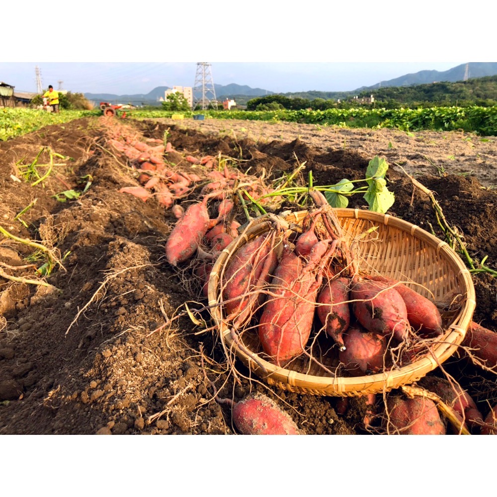 嚴選生地瓜 台南自產自銷-規格圖2