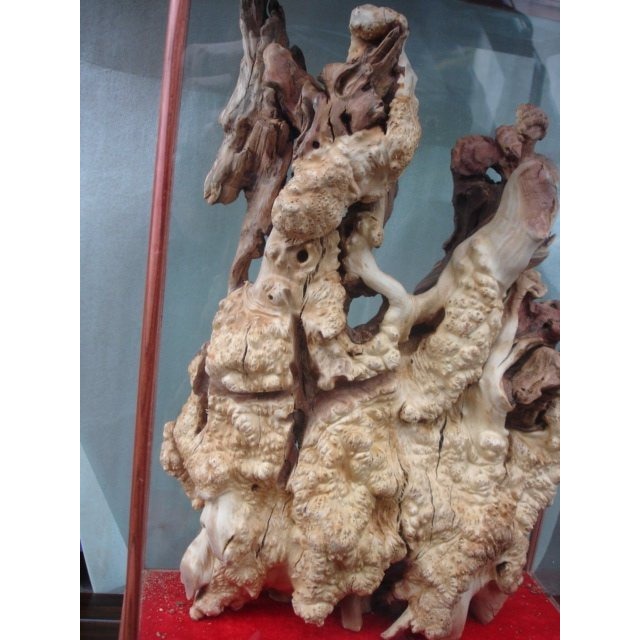 小o結緣館仿古傢俱............靈芝(檀香瘤)44x20x65-細節圖2