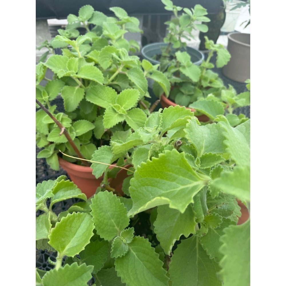 樸實無華🌱天然草本萃取【左手香膏】毛喉梢蕊.潤澤度極佳（自家種植葉片、台灣蜂蠟、初榨橄欖油、也有無精油款.美髮-細節圖4