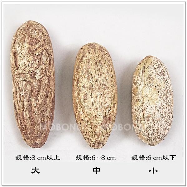 【摩邦比】千眼菩提子原籽(大8cm以上) 菩提樹果實觀音眼千手觀音菩提子樹菩提吊飾鱷魚果同心果佛眼吊飾禮贈品PT-2-細節圖3