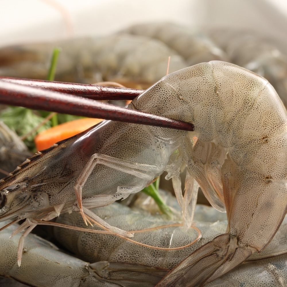 DW鼎旺購物商城 藍鑽蝦白蝦40/50(預購)-細節圖5