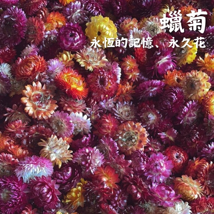 【蠟菊10克裝】乾燥花香料包