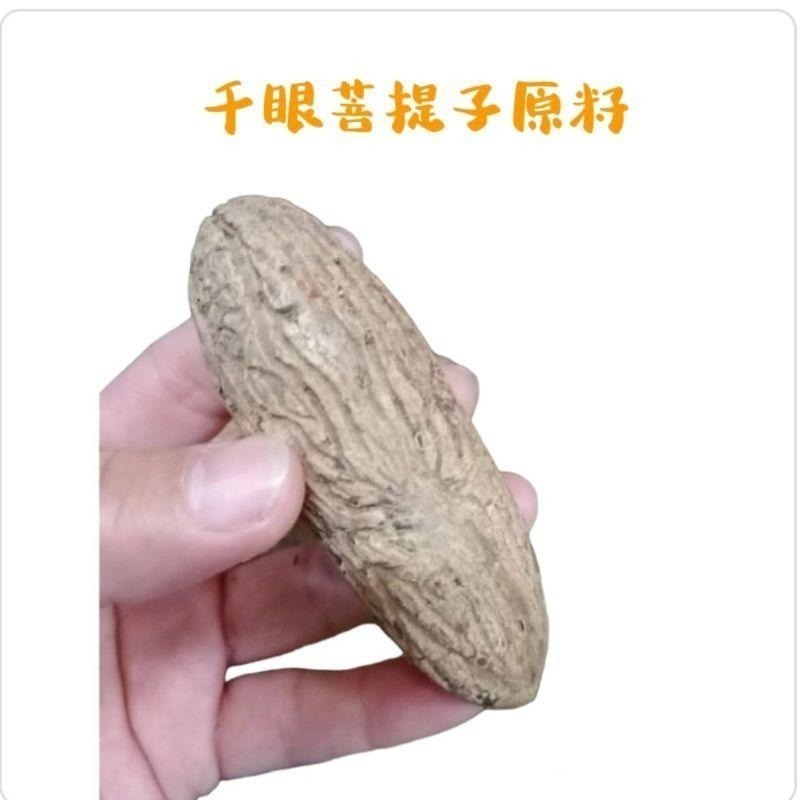 【虎達麥皂陪省團】💥熱銷優選💥現貨/8公分以上/大顆 千眼菩提子原籽/原料/菩提子 /文玩-細節圖2