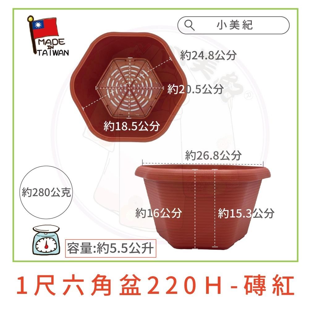 【小美紀】1尺六角盆 水盤（園藝資材）花盆 盆栽 園藝花器 種植用花盆 室內花盆 花架 多肉植物 小花盆 多肉 六角淺盆-細節圖3