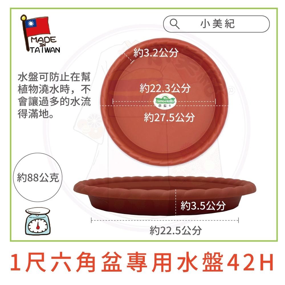 【小美紀】1尺六角盆 水盤（園藝資材）花盆 盆栽 園藝花器 種植用花盆 室內花盆 花架 多肉植物 小花盆 多肉 六角淺盆-細節圖5