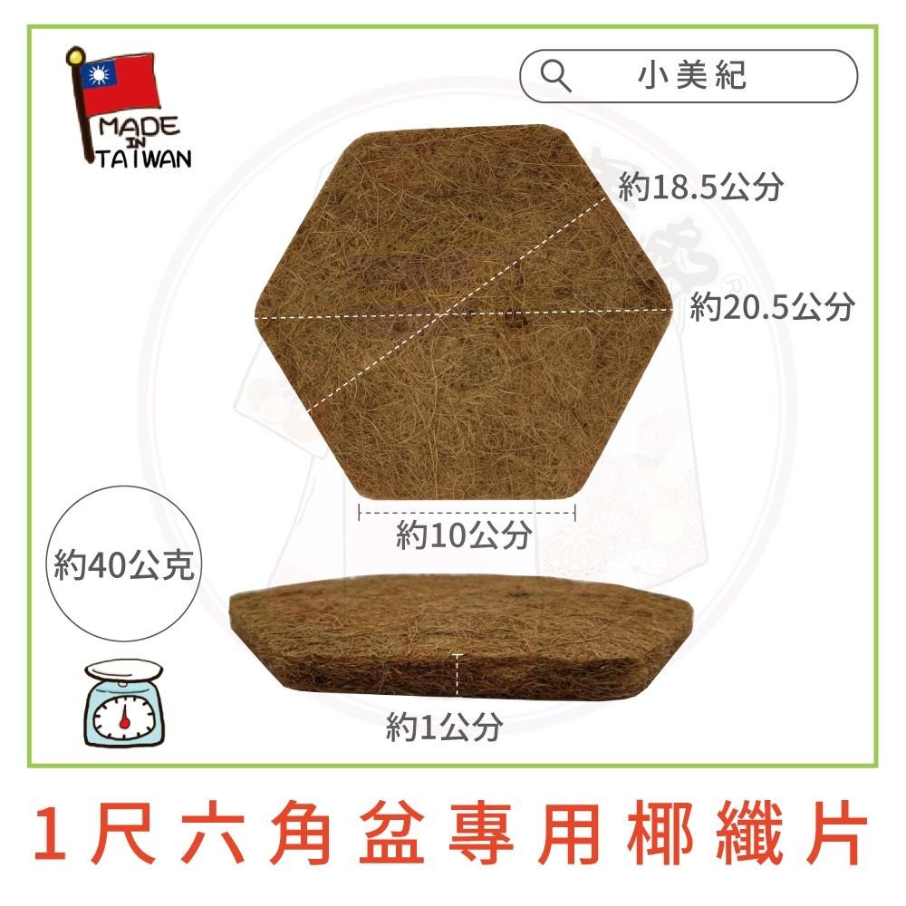 【小美紀】1尺六角盆 水盤（園藝資材）花盆 盆栽 園藝花器 種植用花盆 室內花盆 花架 多肉植物 小花盆 多肉 六角淺盆-細節圖7