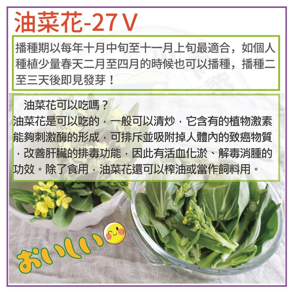 【小美紀】優質 種子(園藝植作)甘藍 四季豆 甜碗豆 蘿蔔 紅蘿蔔 花苗 土壤種植 蔬菜 盆栽 短期種子 介質花卉 肥料-細節圖6