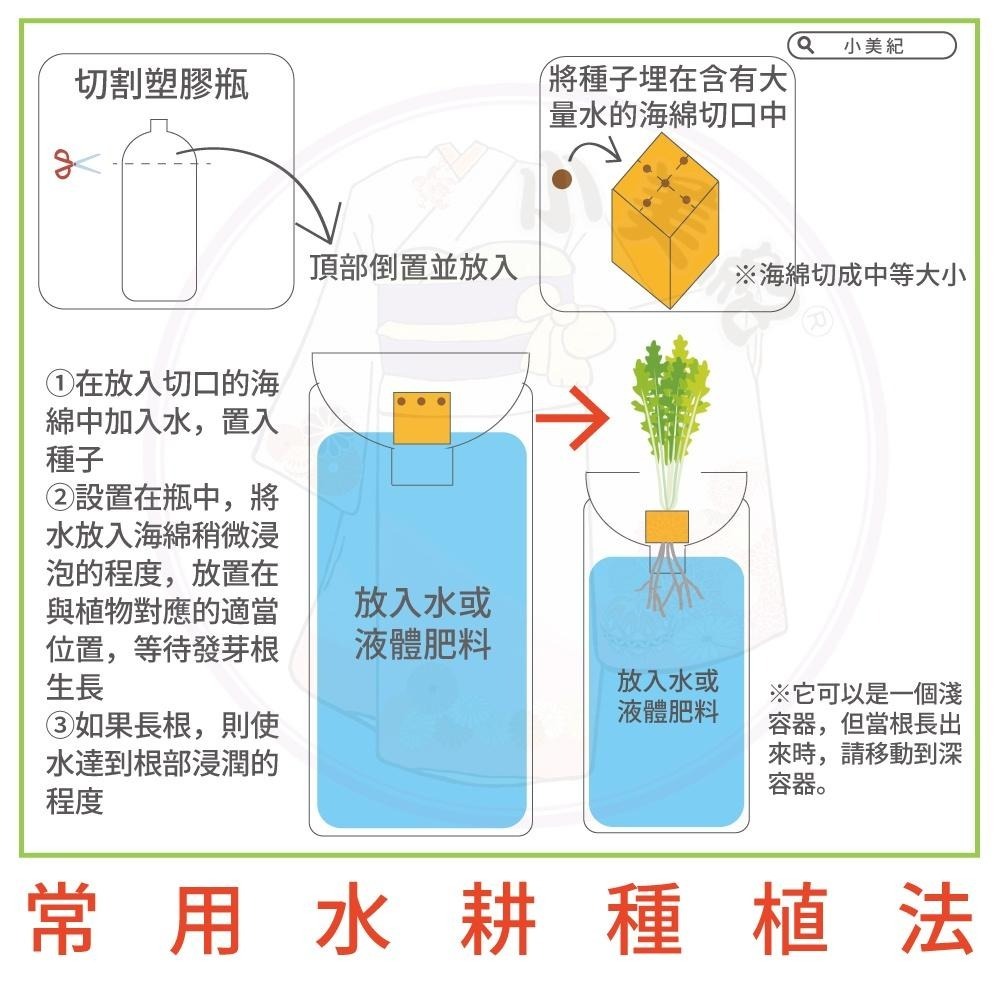 【小美紀】優質 種子(園藝植作)苜蓿 紫蘿蔔芽 小番茄 波斯菊 向日葵 花苗 土壤種植 盆栽 種花 花架 介質花卉 肥料-細節圖5