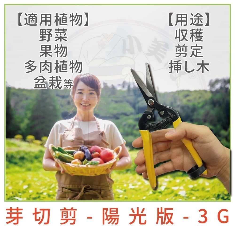 【小美紀】芽切剪 剪定鋏 修枝剪 樹剪 盆栽 剪刀 花剪 採果剪 樹葉剪 園藝剪 植物保鑣 花剪 小美紀-細節圖5