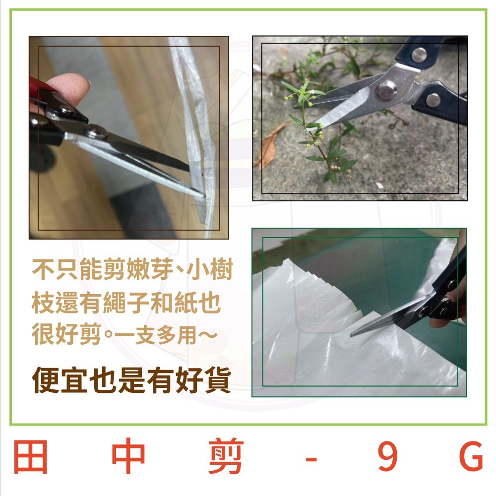 【小美紀】芽切剪 剪定鋏 修枝剪 樹剪 盆栽 剪刀 花剪 採果剪 樹葉剪 園藝剪 植物保鑣 花剪 小美紀-細節圖8