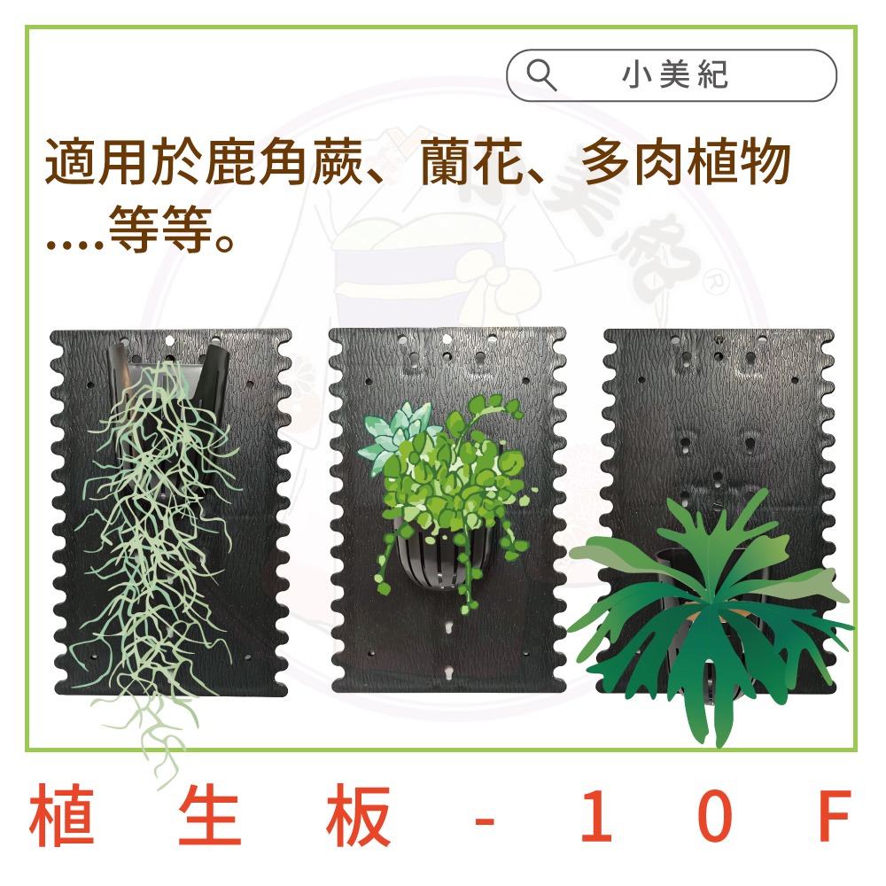 【小美紀】蘭花牆 植生板 (園藝資材)蘭花板 塑膠蛇木板 植生牆 美植板 鹿角蕨 透氣植生牆 蘭花 多肉-細節圖10