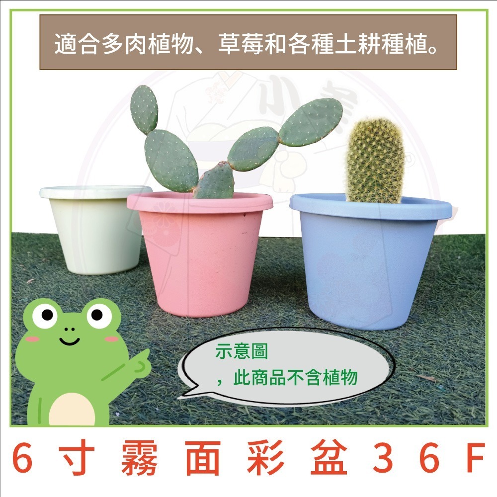 【小美紀】霧面彩盆(園藝資材) 育苗盆 栽培盆 彩盆 草莓盆 4寸 6寸 8寸 10寸圓盆 多肉盆 園藝-細節圖3