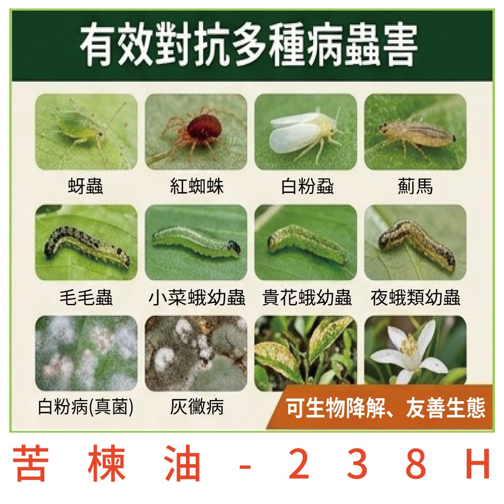 【小美紀】 苦楝油 免稀釋 (真菌蟲害)白粉病 葉斑病 紅蜘蛛 蚜蟲 薊馬 茶皂素 蝸牛 介殼蟲 葉蟎 毛毛蟲 蟲蟲-細節圖7