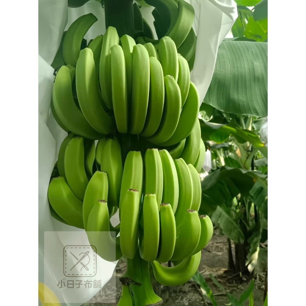 台灣製 香蕉袋 布套袋 香蕉布袋 防曬防蟲-細節圖3