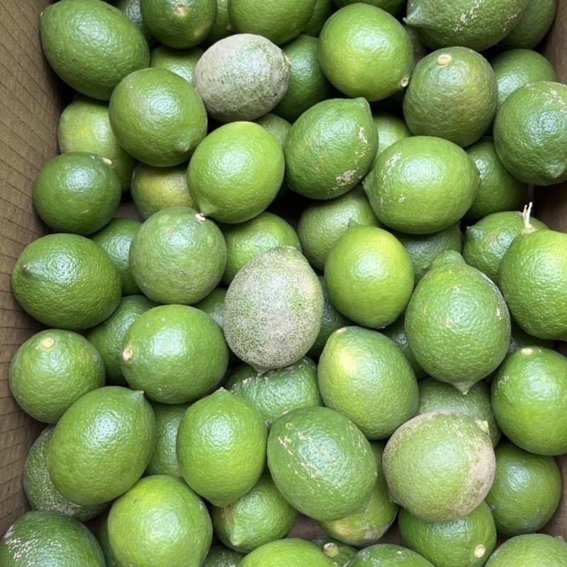 [王賊海] 屏東檸檬 榨汁專用B果/B級果/屏東四季檸檬有籽檸檬榨汁用檸檬花皮(A級另售)-細節圖2