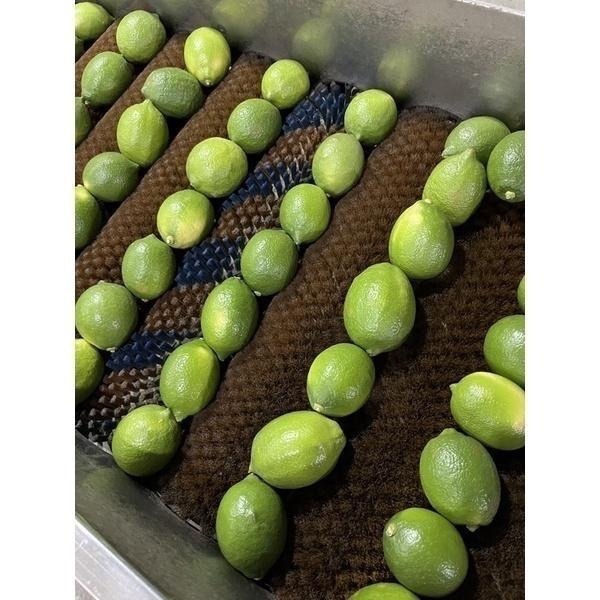 王賊海 屏東檸檬 A級果(10斤/20斤/30斤) A果/屏東四季檸檬/有籽檸檬(B級另售)-細節圖5