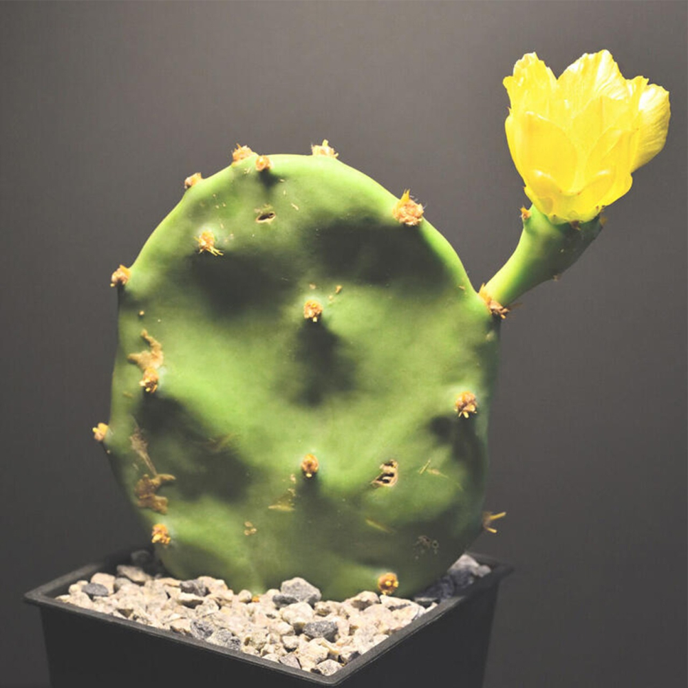 梨果仙人掌 Opuntia ficus-indica （黃花） 穩根老樁 | 食用仙人掌-細節圖2