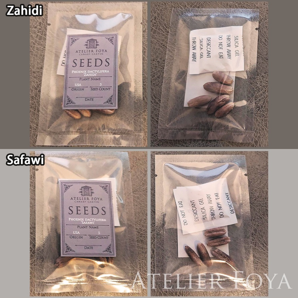 椰棗種子（Zahidi + Safawi）10顆 #進口純種-細節圖2