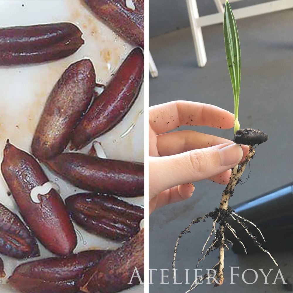 椰棗種子（Zahidi + Safawi）10顆 #進口純種-細節圖3