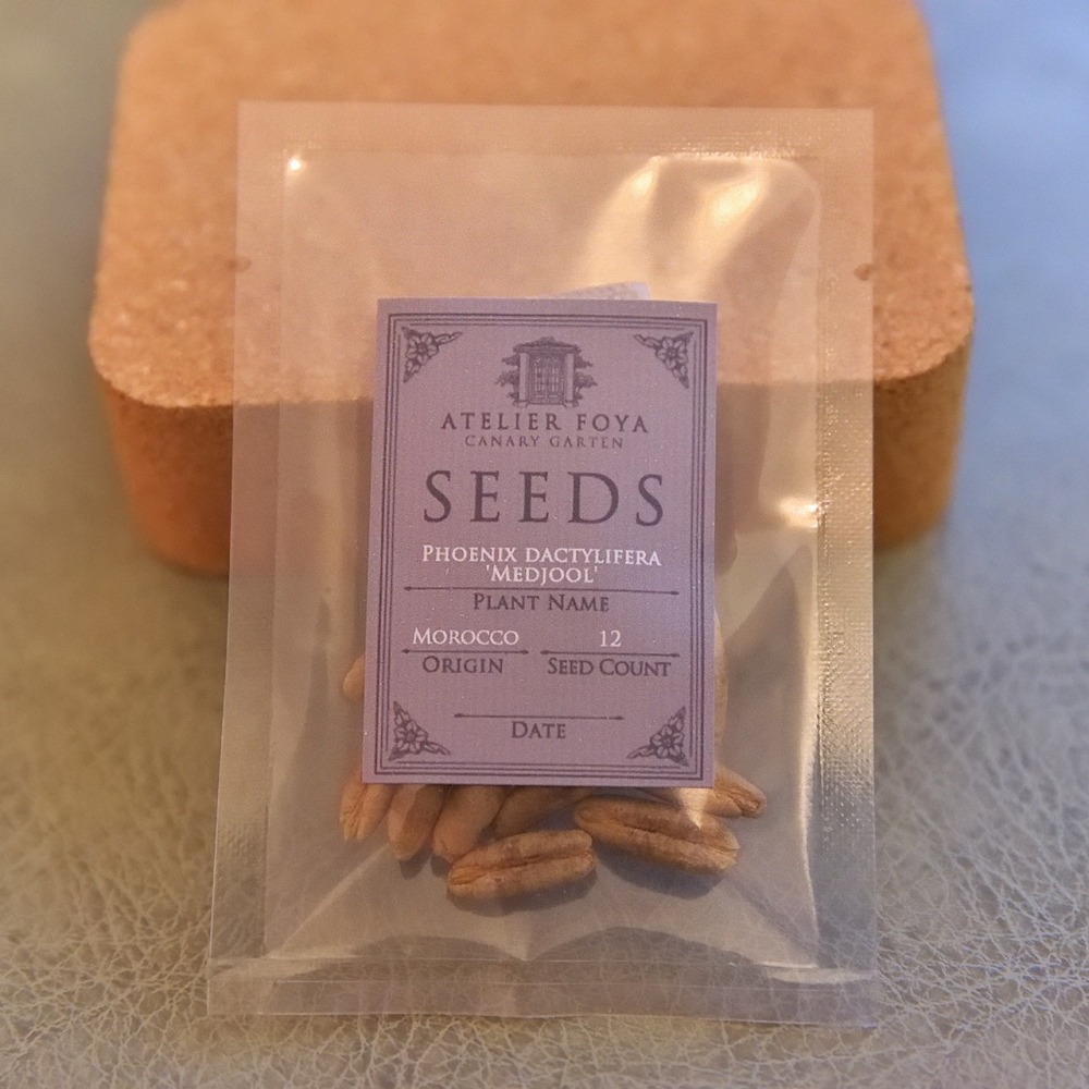 【稀有】Medjool摩洛哥頂級椰棗種子12顆_又名＂帝王椰棗＂，世界最大椰棗品種-細節圖3