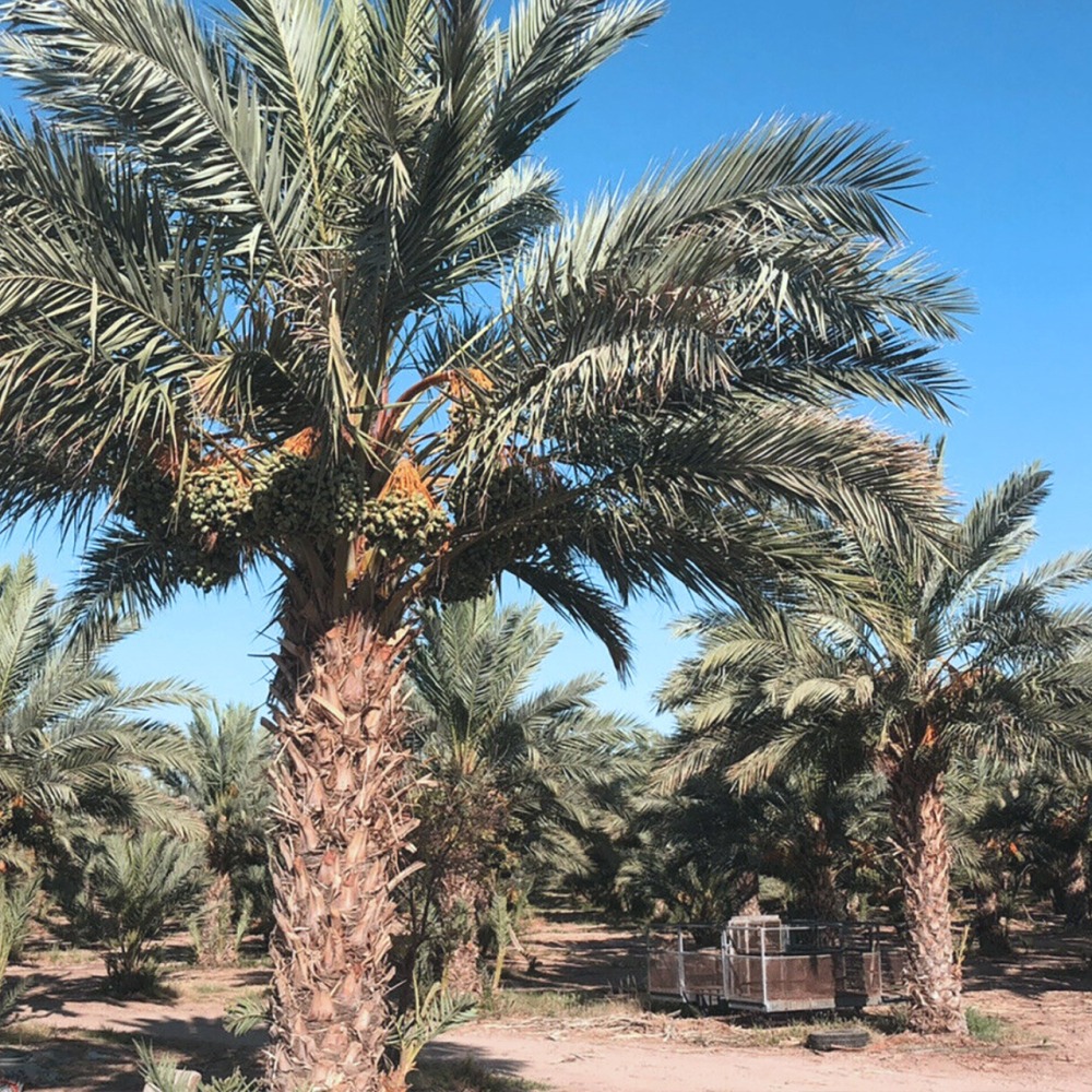 【稀有】Medjool摩洛哥頂級椰棗種子12顆_又名＂帝王椰棗＂，世界最大椰棗品種-細節圖4