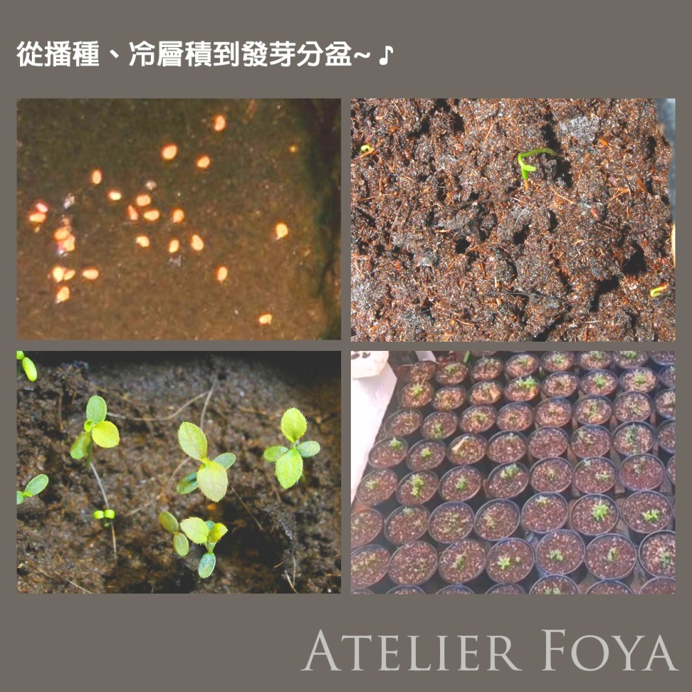 【稀有】北高叢藍莓種子60顆up（品種：斯巴坦之光、努伊、錢德勒、甜心、漢納嚴選、普魯）-細節圖2