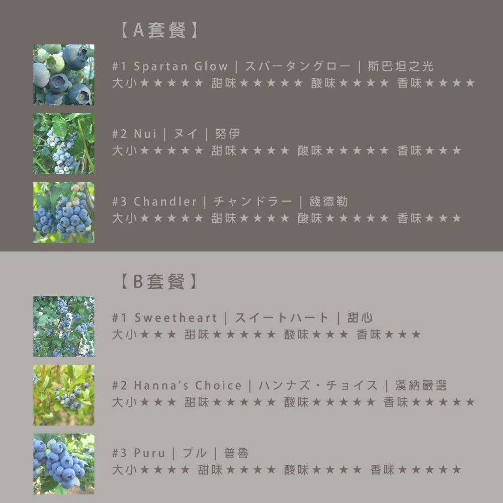 【稀有】北高叢藍莓種子60顆up（品種：斯巴坦之光、努伊、錢德勒、甜心、漢納嚴選、普魯）-細節圖3