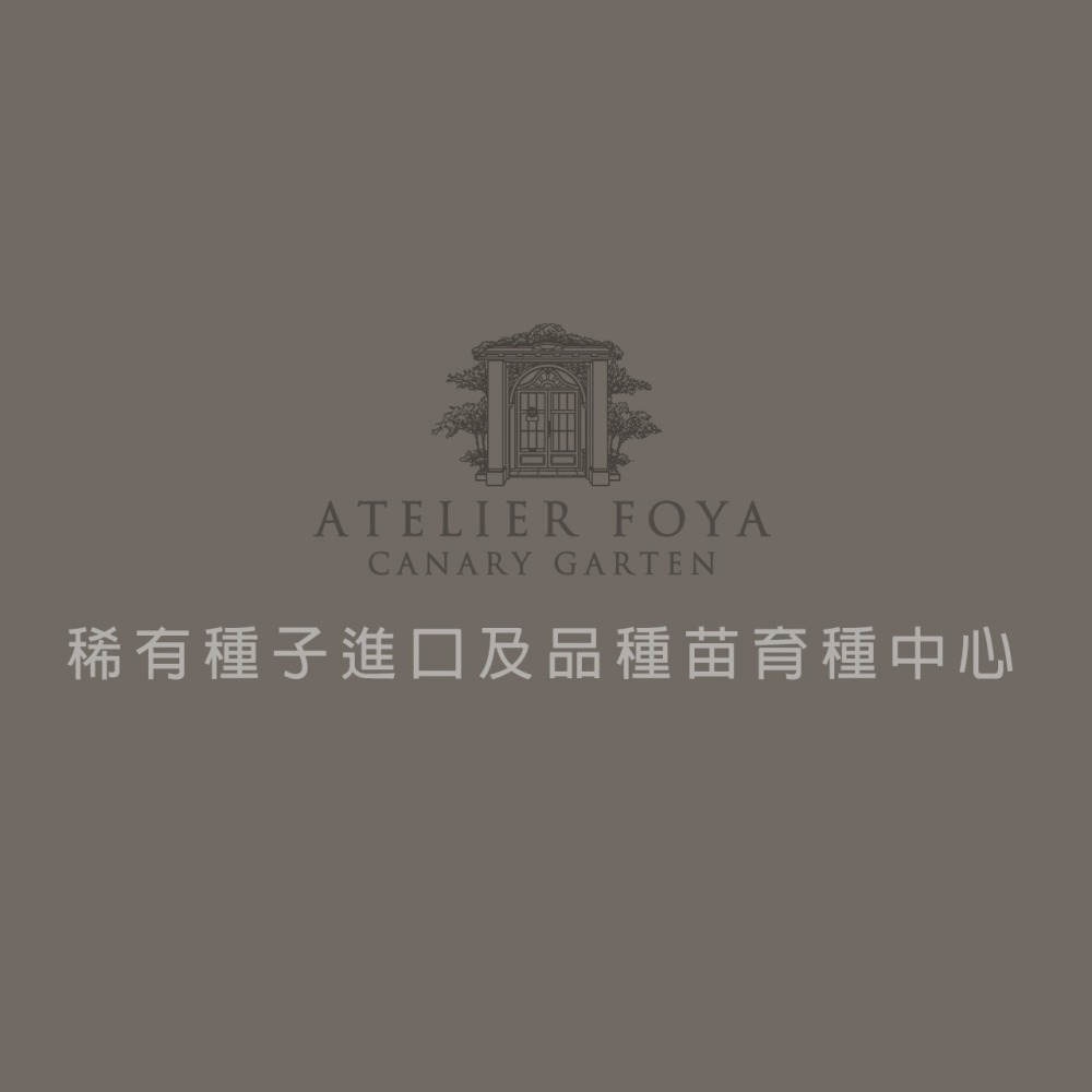 【稀有】北高叢藍莓種子60顆up（品種：斯巴坦之光、努伊、錢德勒、甜心、漢納嚴選、普魯）-細節圖4