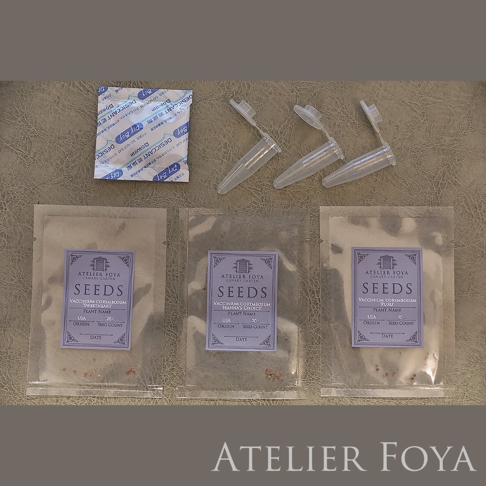 【稀有】北高叢藍莓種子60顆up（品種：斯巴坦之光、努伊、錢德勒、甜心、漢納嚴選、普魯）-規格圖4