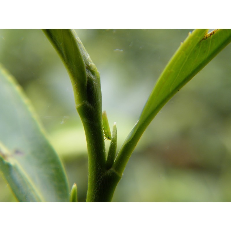 蜜香貴妃冬片-細節圖2