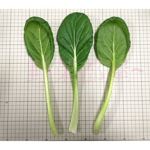 【萌田種子~】A14 日本雪菜種子1.5公克(約700粒) , 好吃 , 甜 , 容易種植~-細節圖2