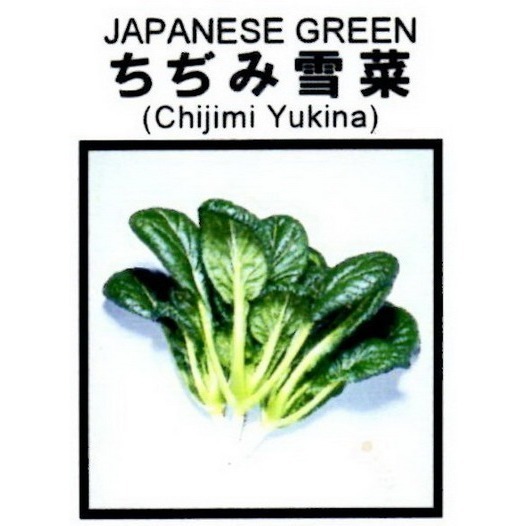 【萌田種子~】A14 日本雪菜種子1.5公克(約700粒) , 好吃 , 甜 , 容易種植~-細節圖3