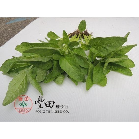 【萌田種子~】A17 青尖葉莧菜種子14公克(約22000粒) , 耐熱 , 莖葉柔嫩~-細節圖2