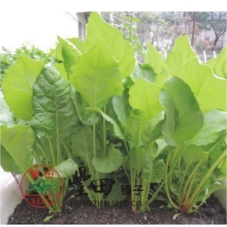 【萌田種子~】A27 夏優菾菜種子6.5公克 (約600粒), 山菠菜 , 耐熱性強~-細節圖2