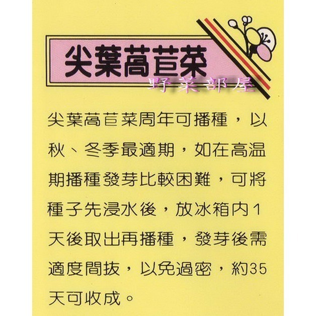 【萌田種子~】B01 尖葉萵苣菜種子8.1公克(約7500粒) , 營養價值高~-細節圖2