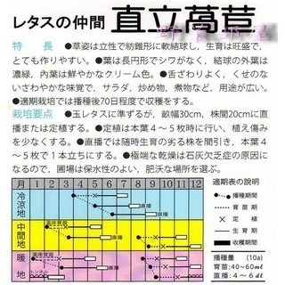 【萌田種子~】B03 日本直立萵苣種子0.5公克 (約450粒) , 綠蘿蔓 , 生育旺盛~-細節圖2