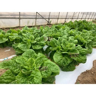 【萌田種子~】B09 改良白拔葉萵苣種子0.85公克 (約700粒) , 耐暑性強 , 晚抽苔~-細節圖2