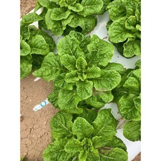 【萌田種子~】B09 改良白拔葉萵苣種子0.85公克 (約700粒) , 耐暑性強 , 晚抽苔~-細節圖3