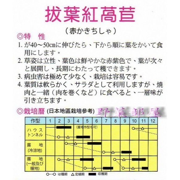 【萌田種子~】B10 紅拔葉萵苣種子1.1公克 ( 約1000粒) , 質地鮮嫩~-細節圖2