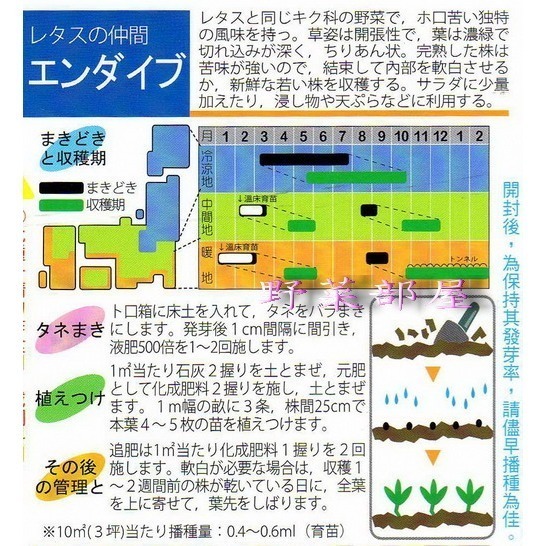 【萌田種子~】B11 日本菊苣種子1.3公克(約800粒) , 又稱明目菜~-細節圖3