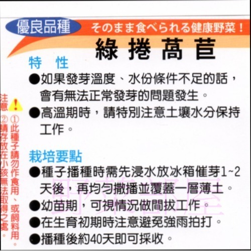 【萌田種子~】B12 綠捲萵苣種子2公克 (約2000粒) , 大球萵苣~-細節圖2